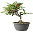 Chaenomeles speciosa, 25 cm, ± 30 Jahre alt, mit einem Nebari von 3,5 cm