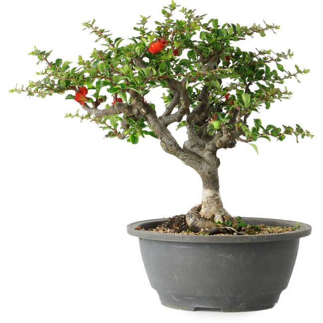 Chaenomeles speciosa, 25 cm, ± 30 años, con un nebari de 3,5 cm