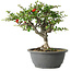 Chaenomeles speciosa, 25 cm, ± 30 Jahre alt, mit einem Nebari von 3,5 cm
