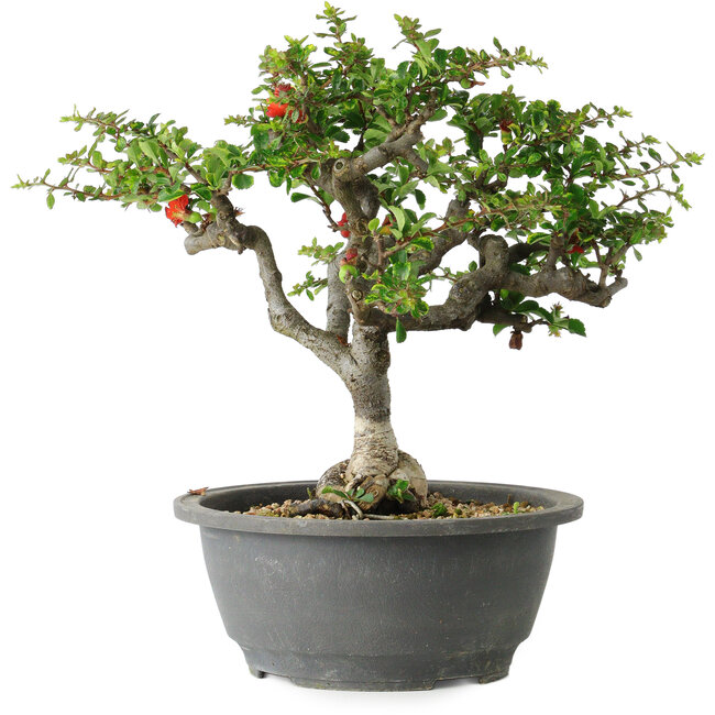 Chaenomeles speciosa, 25 cm, ± 30 Jahre alt, mit einem Nebari von 3,5 cm