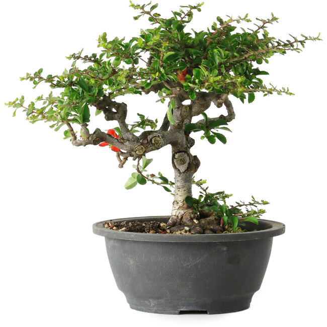 Chaenomeles speciosa, 23 cm, ± 30 years old, with a nebari of 3,5 cm