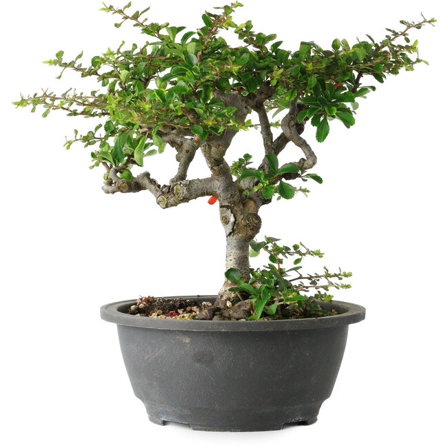 Chaenomeles speciosa, 23 cm, ± 30 Jahre alt, mit einem Nebari von 3,5 cm