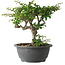 Chaenomeles speciosa, 23 cm, ± 30 anni, con un nebari di 3,5 cm