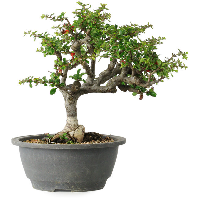 Chaenomeles speciosa, 25 cm, ± 30 años, con un nebari de 3,5 cm