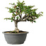 Chaenomeles speciosa, 25 cm, ± 30 Jahre alt, mit einem Nebari von 3,5 cm