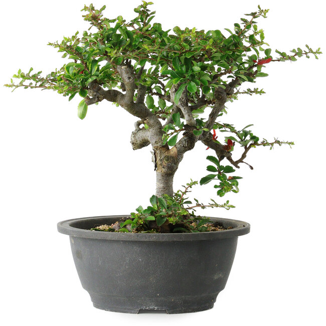 Chaenomeles speciosa, 23 cm, ± 30 jaar oud, met een nebari van 3,5 cm