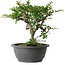 Chaenomeles speciosa, 23 cm, ± 30 Jahre alt, mit einem Nebari von 3,5 cm
