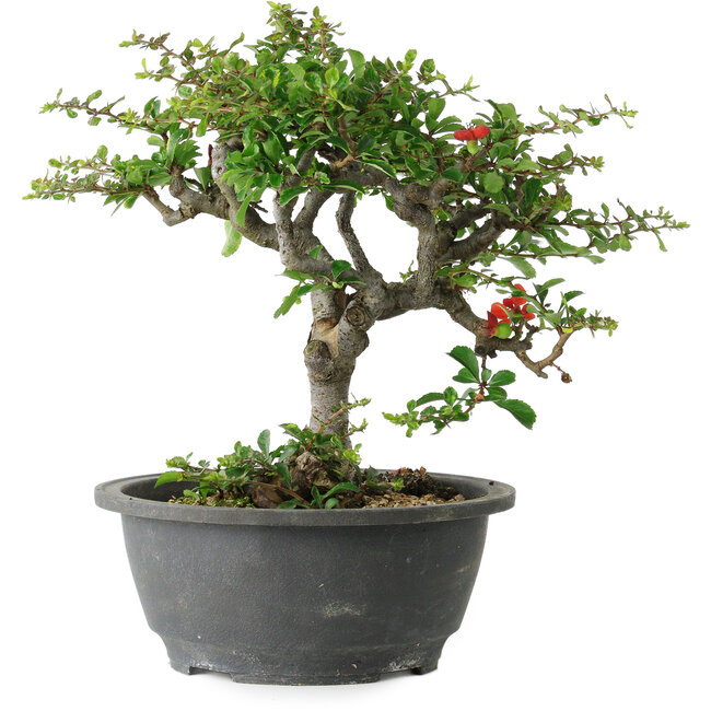 Chaenomeles speciosa, 23 cm, ± 30 years old, with a nebari of 3,5 cm