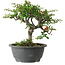 Chaenomeles speciosa, 23 cm, ± 30 jaar oud, met een nebari van 3,5 cm