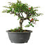 Chaenomeles speciosa, 23 cm, ± 30 Jahre alt, mit einem Nebari von 3,5 cm
