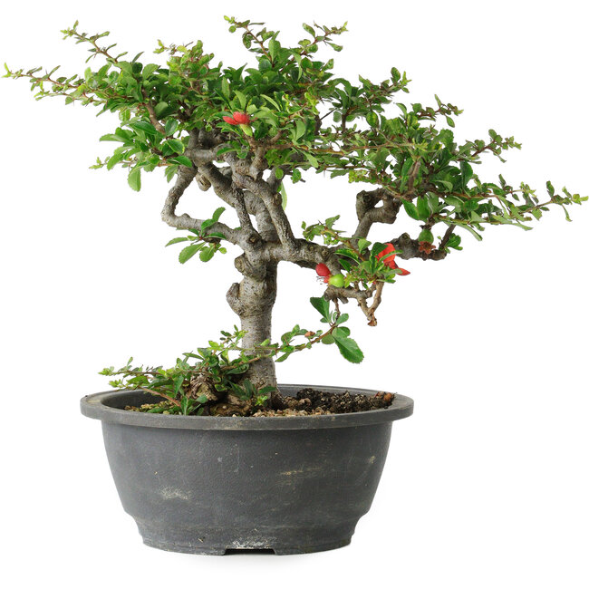 Chaenomeles speciosa, 23 cm, ± 30 jaar oud, met een nebari van 3,5 cm