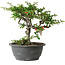 Chaenomeles speciosa, 23 cm, ± 30 Jahre alt, mit einem Nebari von 3,5 cm