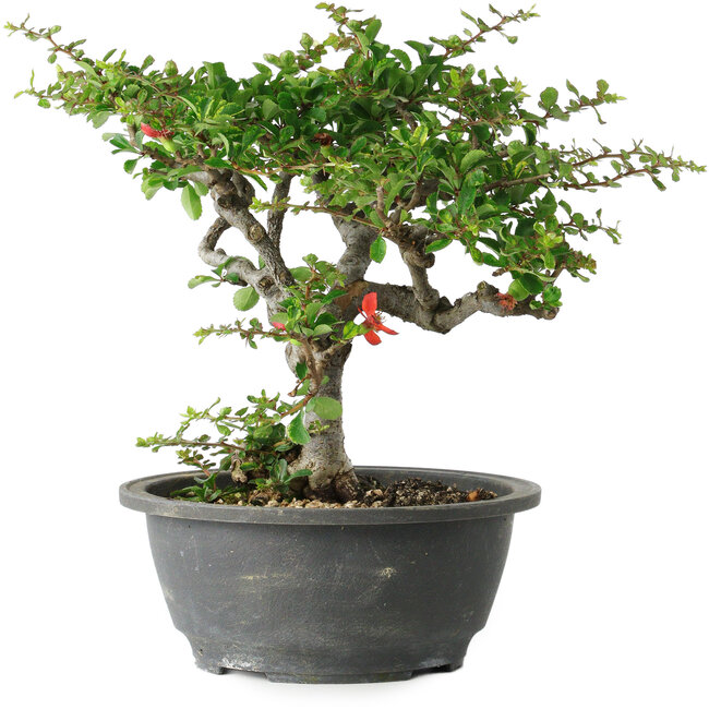 Chaenomeles speciosa, 23 cm, ± 30 anni, con un nebari di 3,5 cm