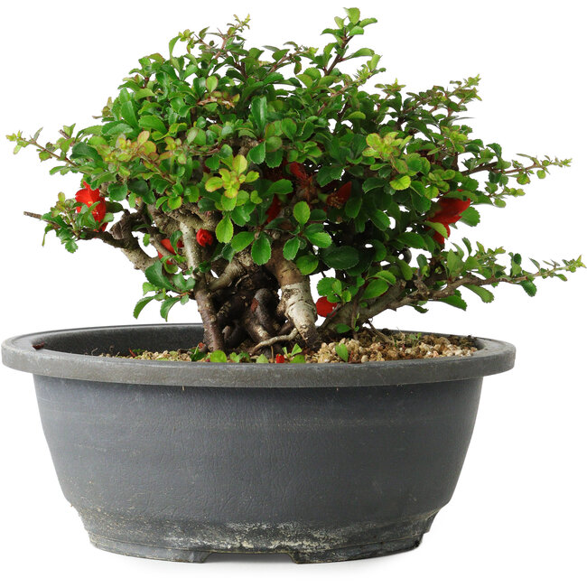 Chaenomeles speciosa, 15 cm, ± 25 years old