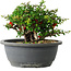 Chaenomeles speciosa, 15 cm, ± 25 años