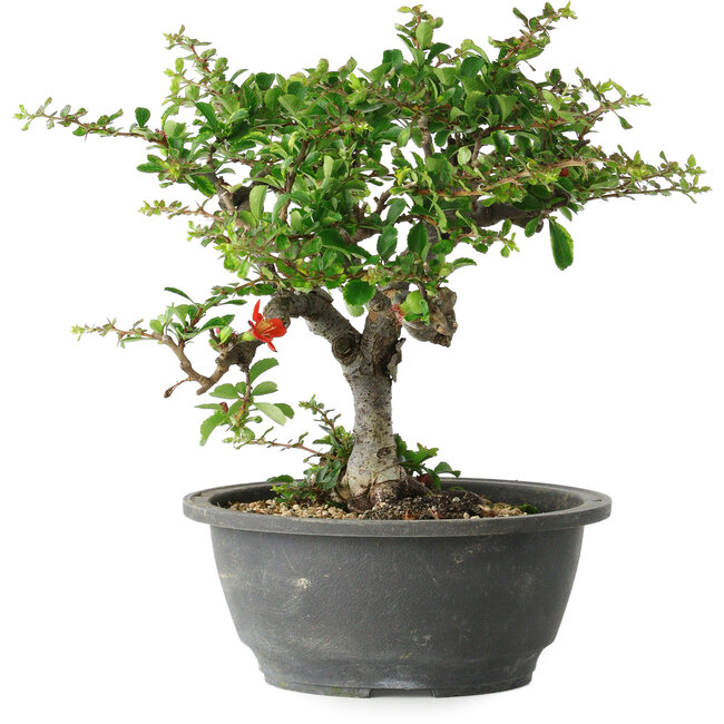 Chaenomeles speciosa, 23 cm, ± 30 years old, with a nebari of 3,5 cm