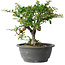 Chaenomeles speciosa, 23 cm, ± 30 Jahre alt, mit einem Nebari von 3,5 cm