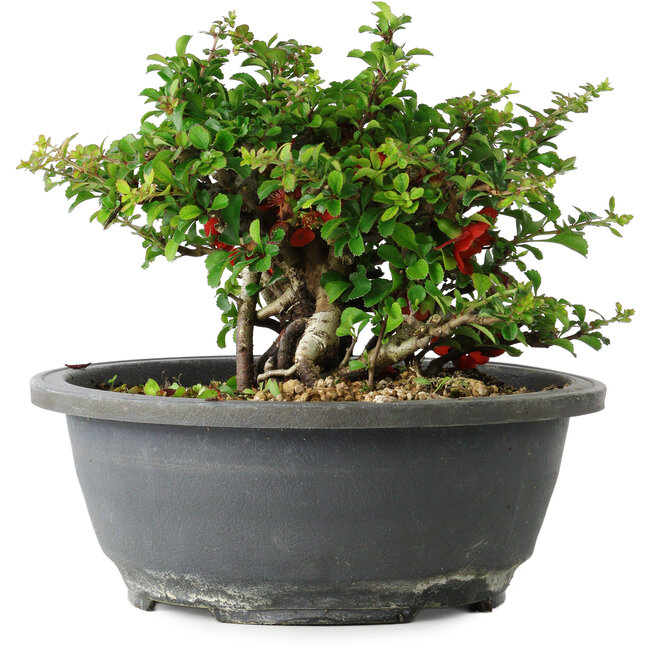 Chaenomeles speciosa, 15 cm, ± 25 jaar oud
