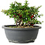 Chaenomeles speciosa, 15 cm, ± 25 años