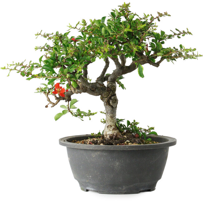 Chaenomeles speciosa, 23 cm, ± 30 Jahre alt, mit einem Nebari von 3,5 cm