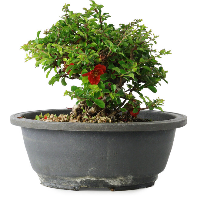 Chaenomeles speciosa, 15 cm, ± 25 ans