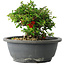 Chaenomeles speciosa, 15 cm, ± 25 años