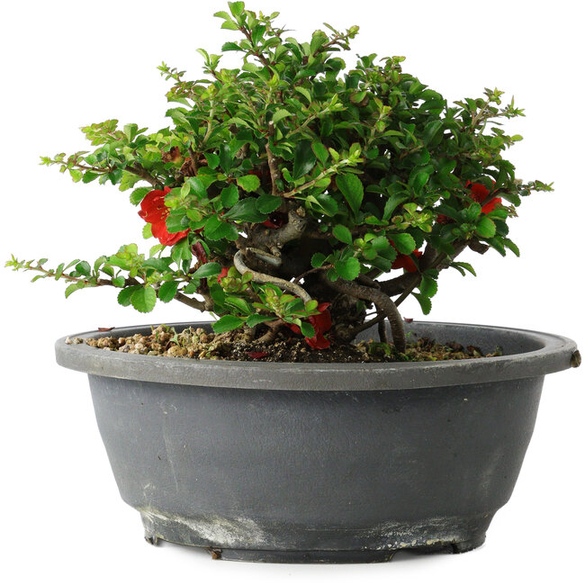 Chaenomeles speciosa, 15 cm, ± 25 jaar oud