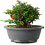 Chaenomeles speciosa, 15 cm, ± 25 años