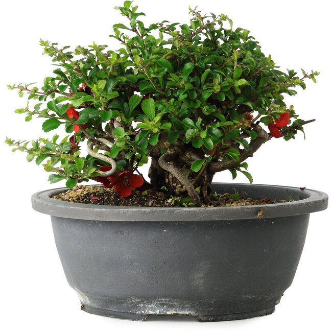 Chaenomeles speciosa, 15 cm, ± 25 ans