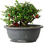Chaenomeles speciosa, 15 cm, ± 25 años