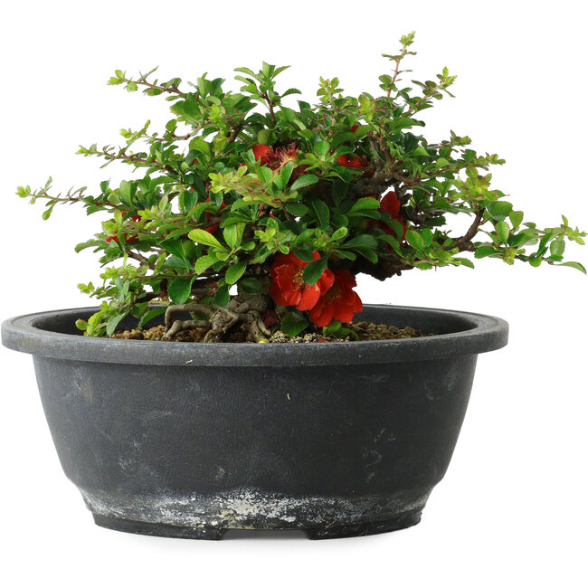 Chaenomeles speciosa, 15 cm, ± 25 Jahre alt