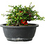 Chaenomeles speciosa, 15 cm, ± 25 Jahre alt