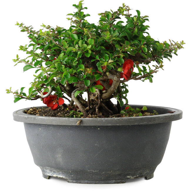 Chaenomeles speciosa, 15 cm, ± 25 ans