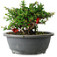 Chaenomeles speciosa, 15 cm, ± 25 años