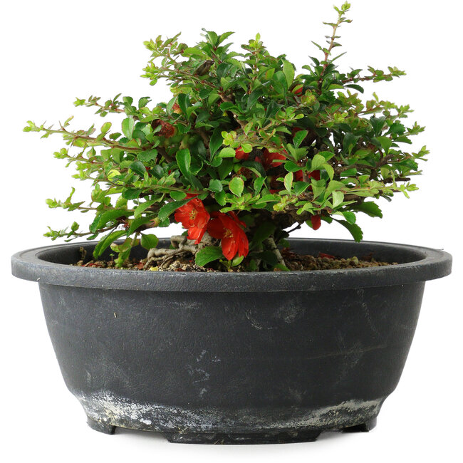 Chaenomeles speciosa, 15 cm, ± 25 years old