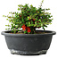 Chaenomeles speciosa, 15 cm, ± 25 anni