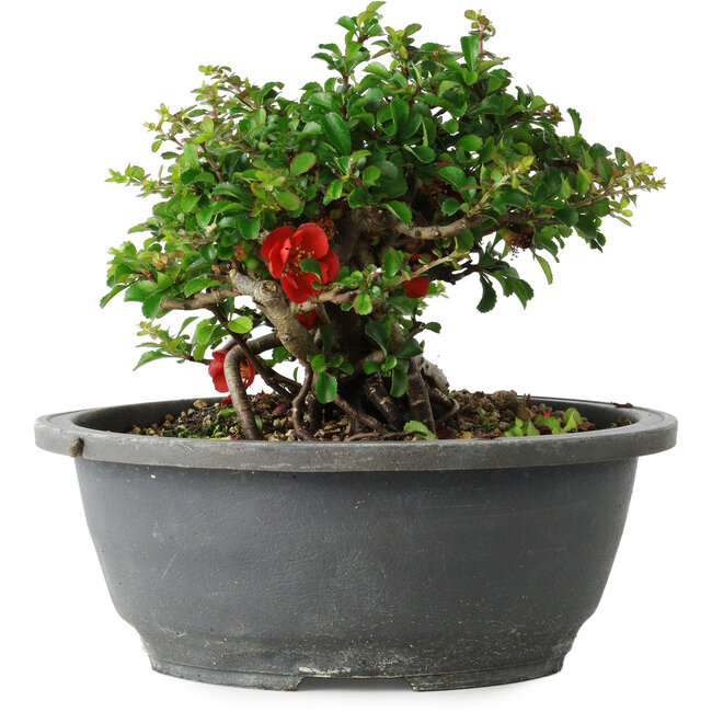 Chaenomeles speciosa, 15 cm, ± 25 Jahre alt