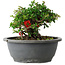 Chaenomeles speciosa, 15 cm, ± 25 años