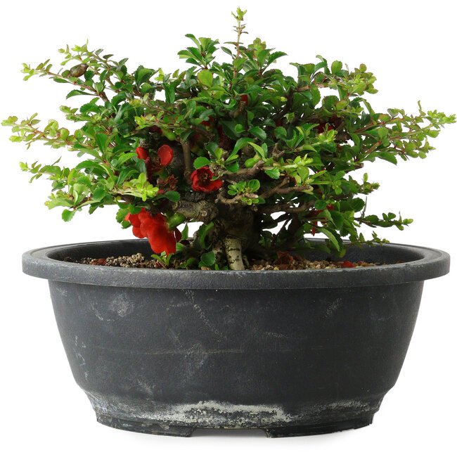 Chaenomeles speciosa, 15 cm, ± 25 años