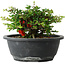 Chaenomeles speciosa, 15 cm, ± 25 Jahre alt