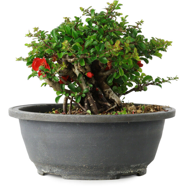 Chaenomeles speciosa, 15 cm, ± 25 años
