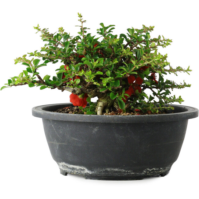 Chaenomeles speciosa, 15 cm, ± 25 años