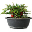 Chaenomeles speciosa, 15 cm, ± 25 ans