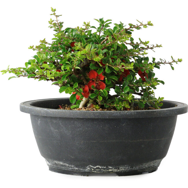 Chaenomeles speciosa, 15 cm, ± 25 años