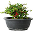 Chaenomeles speciosa, 15 cm, ± 25 Jahre alt