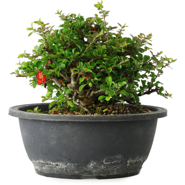 Chaenomeles speciosa, 15 cm, ± 25 Jahre alt