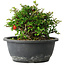 Chaenomeles speciosa, 15 cm, ± 25 Jahre alt