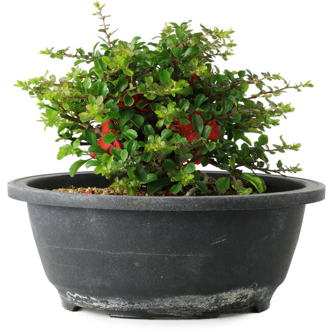 Chaenomeles speciosa, 15 cm, ± 25 years old