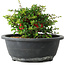 Chaenomeles speciosa, 15 cm, ± 25 Jahre alt