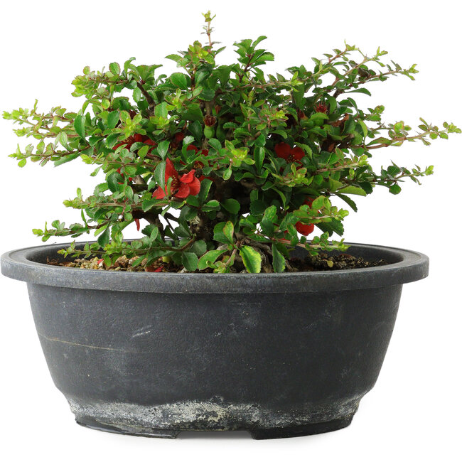 Chaenomeles speciosa, 15 cm, ± 25 años